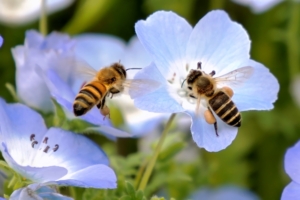 ミツバチも人も引っ越しシーズン？マイホーム購入と相続税の意外な関係